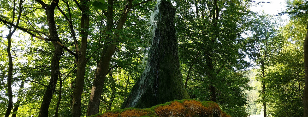 Wasserbaum